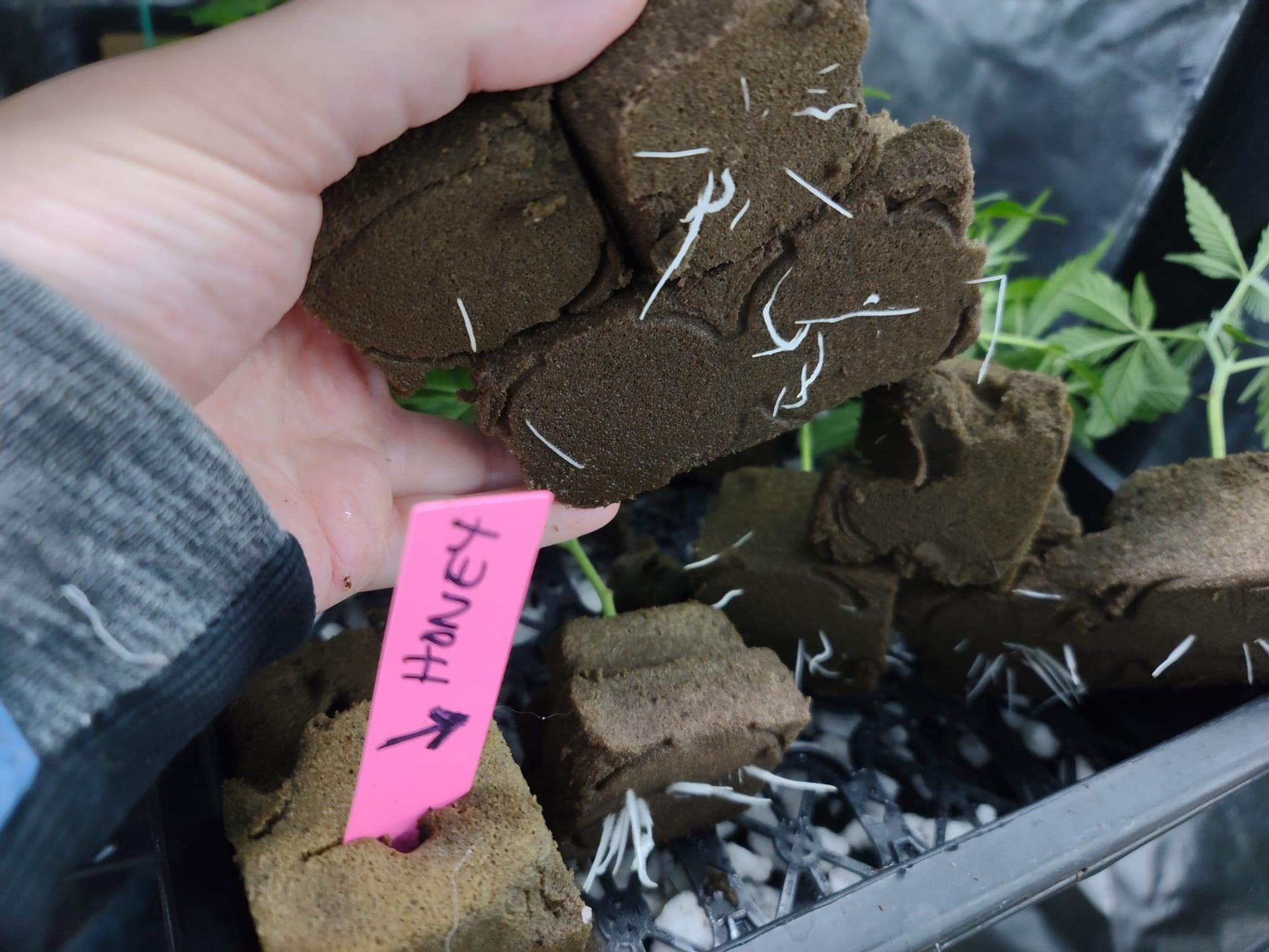 Plants root in the soil