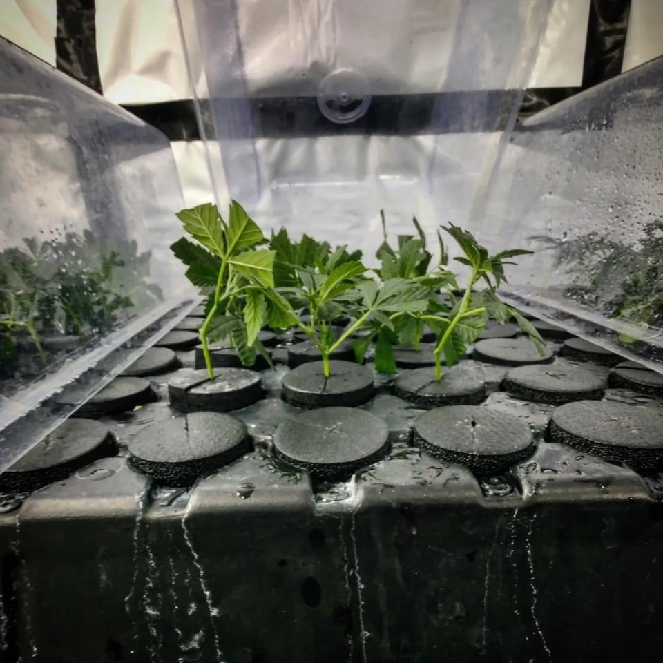 Growing plants in Jenna
