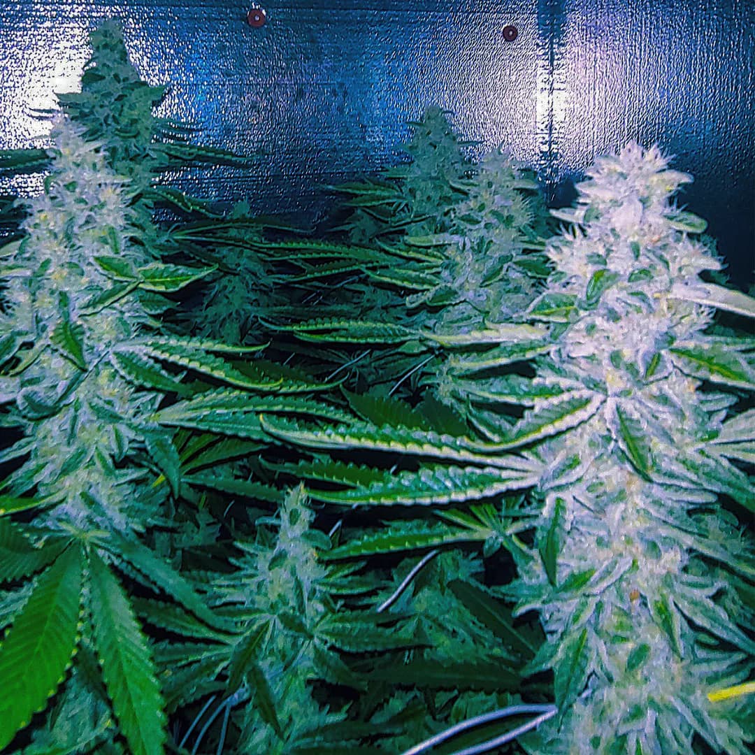 Beautiful plants growing in Jenna