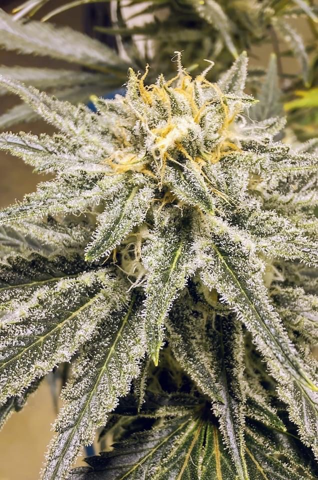 Grown plants