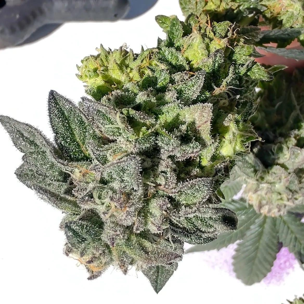 Grown plants
