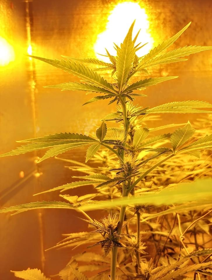 Plants in the Grow Tent enjoys sufficient light