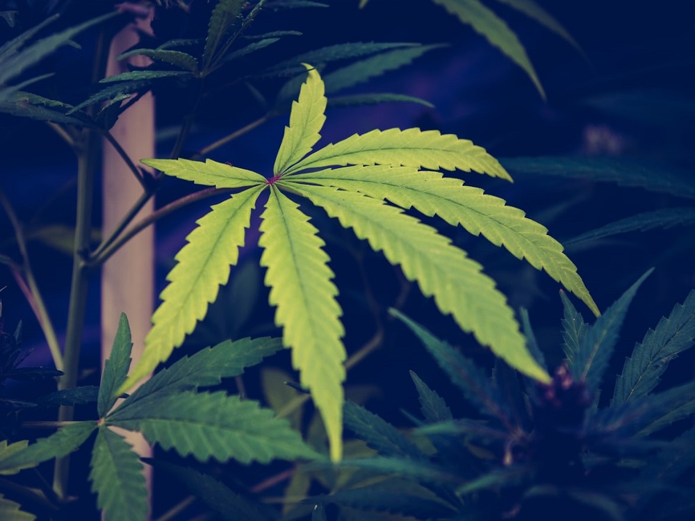 Defoliating during flowering stage