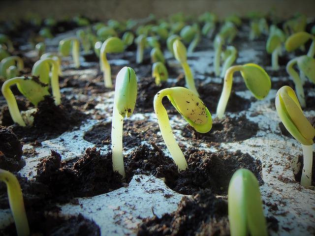 Germinate Seeds