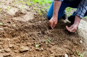 Plant A Seed