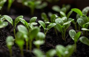 Plant A Seed