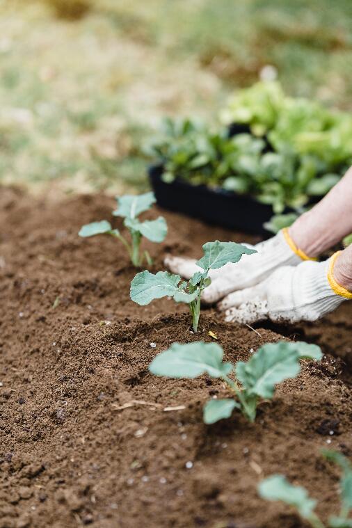 Germinating Plants