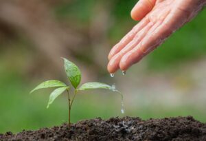 Improving Plant Health
