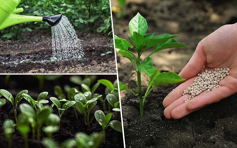 Overwatering Cannabis Seedlings