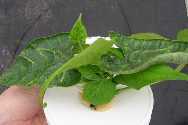 Plant
