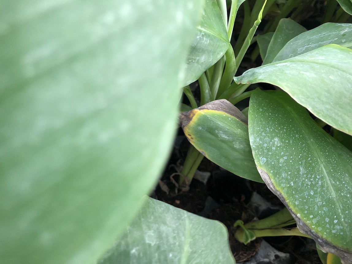 The consequency of potassium deficiency