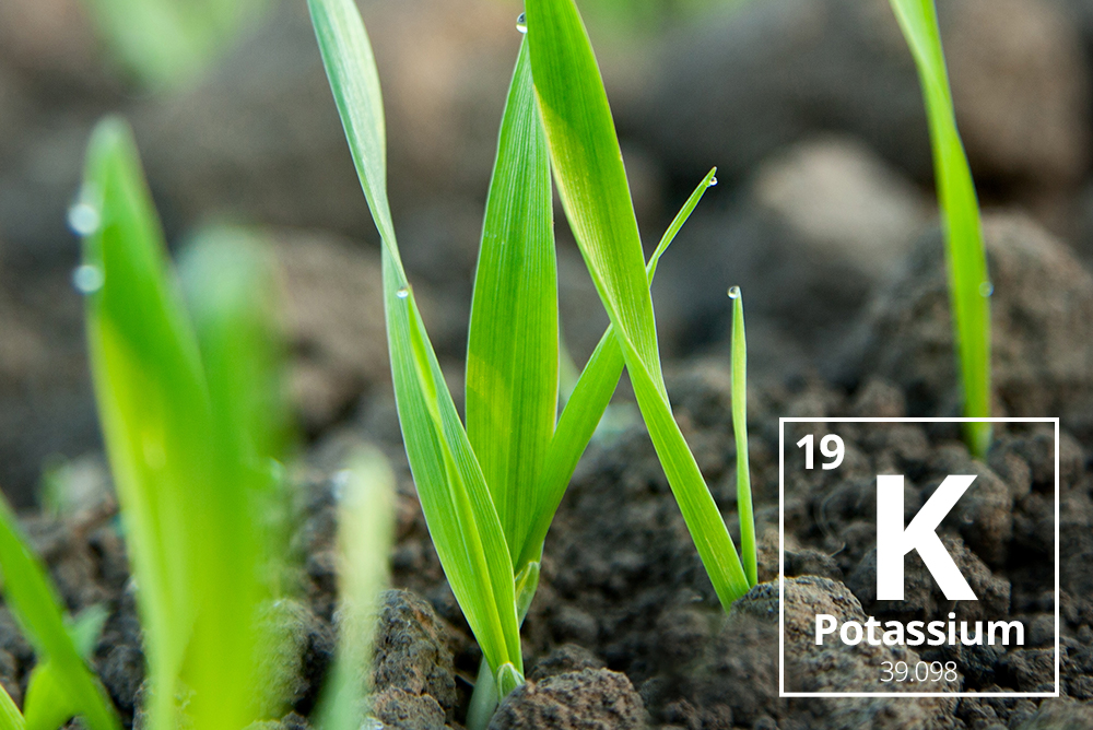 The healthy growing plants 