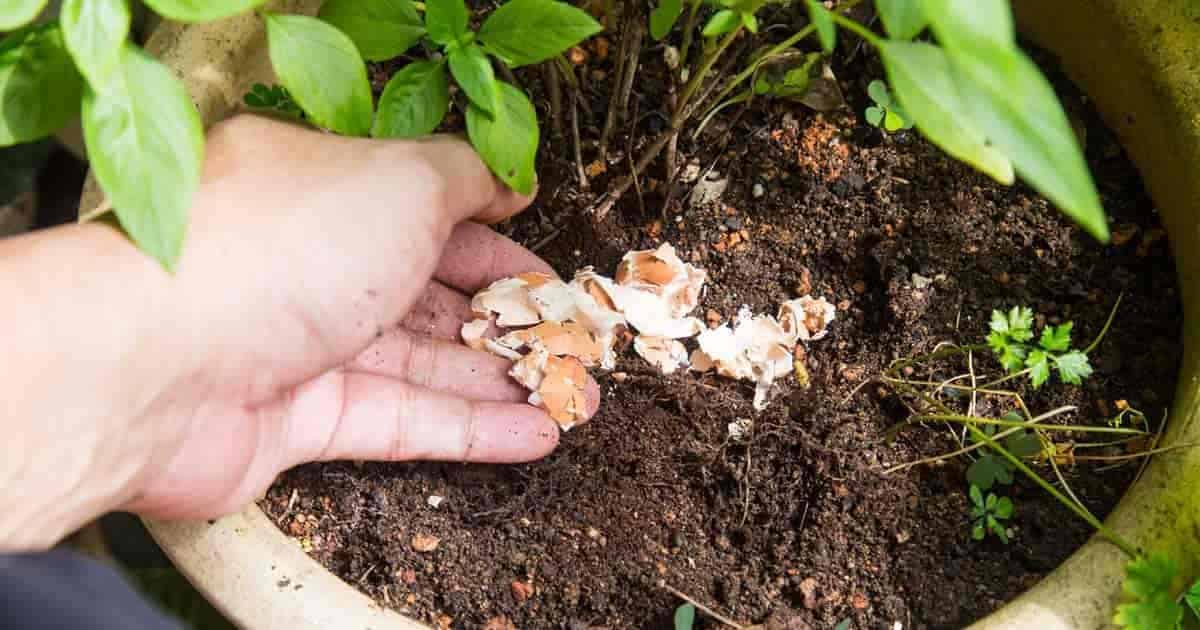 calcium-plants-eggshells