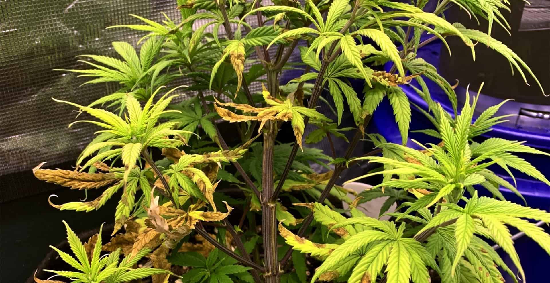 Cannabis Leaves that are Curling up