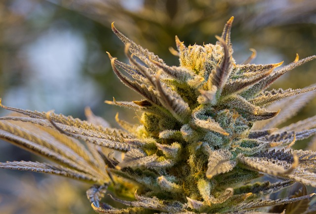 Marijuana in Flowering stage