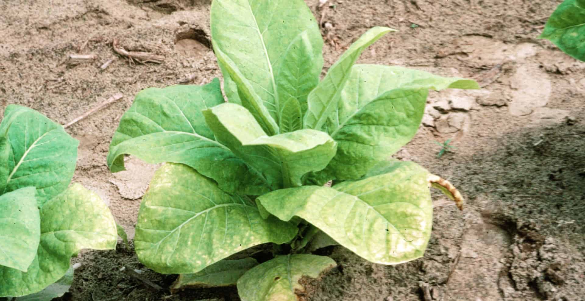 The Effect of S Element on Plants | Vivosun Blog