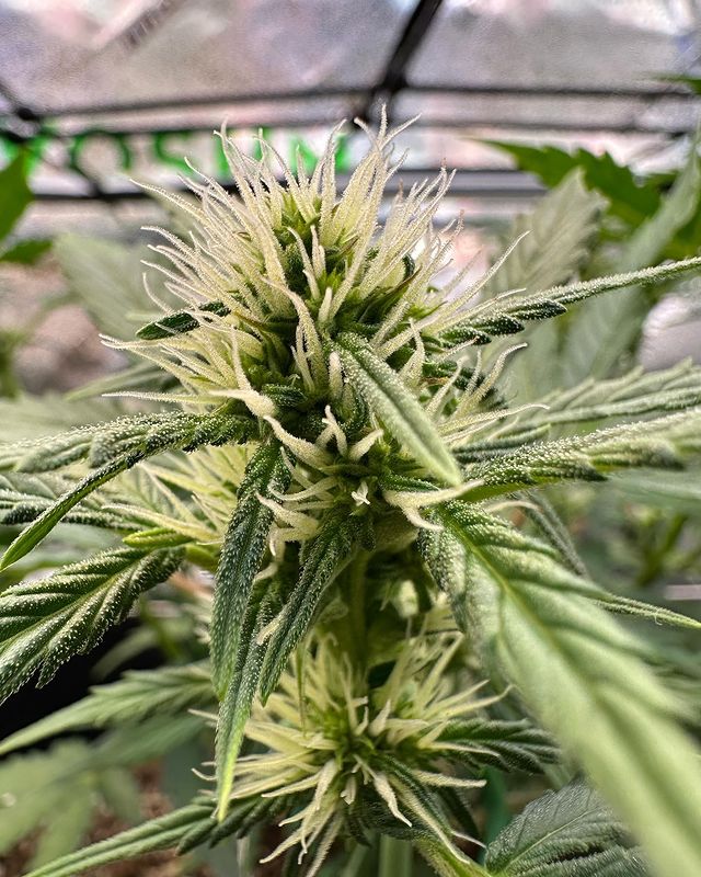 Marijuana in Flowering stage