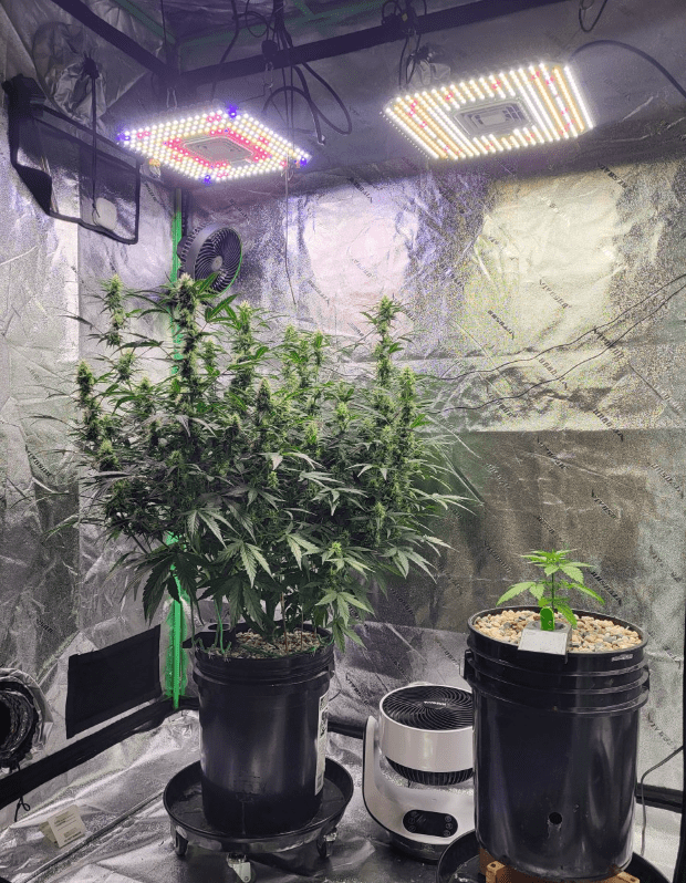 the Relationship between the Light Intensity and the Photosynthesis of Cannabis