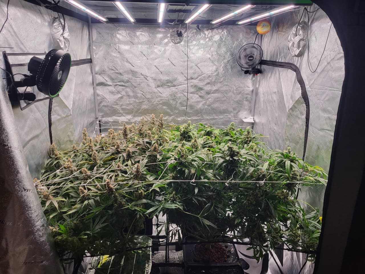 cultivate cannabis