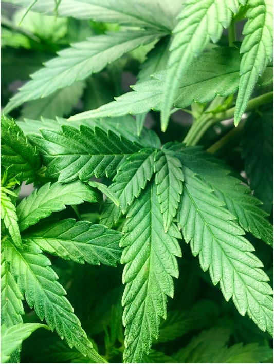the Mutation of Cannibis Plants