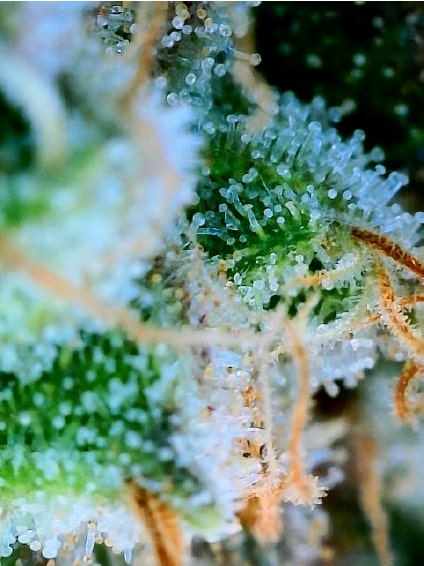 Cannabis Strain