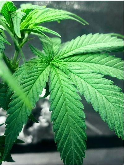 Leaf of Cannabis