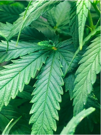 Leaf Shape and Plant Morphology
