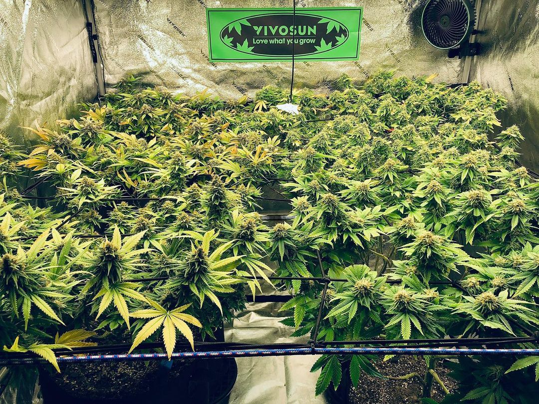 Grow room
