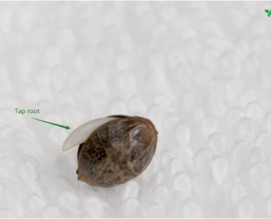 seed germination