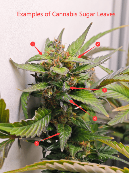 Cannabis Fan Leaves VS Cannabis Sugar Leaves