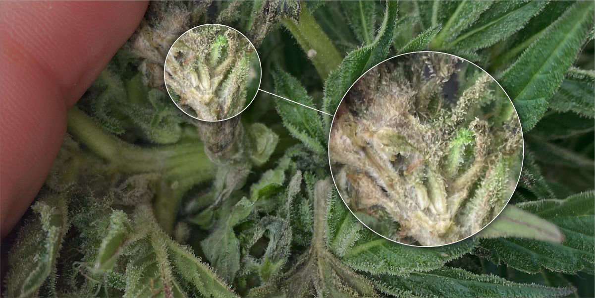Mold on Cannabis