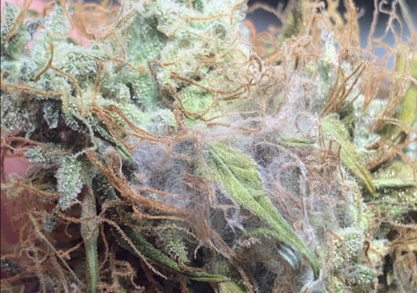 Moldy weed