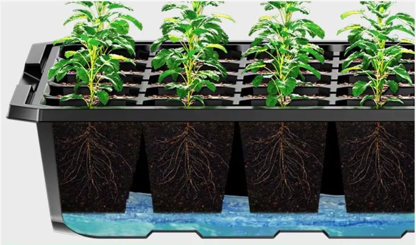 bottom watering plants