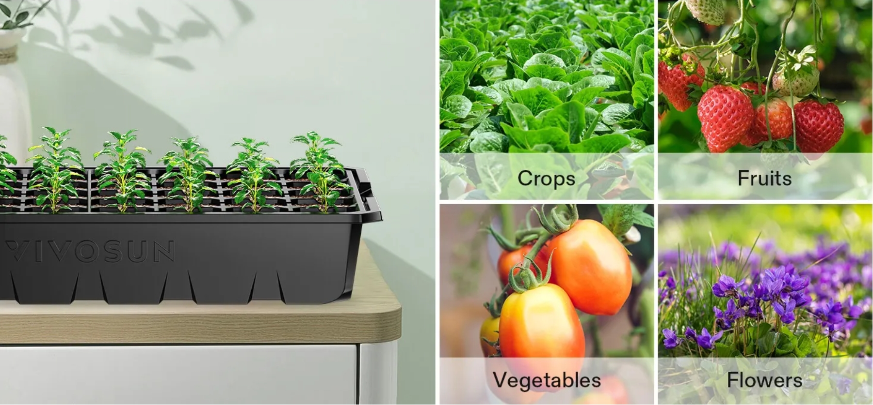 bottom watering plants