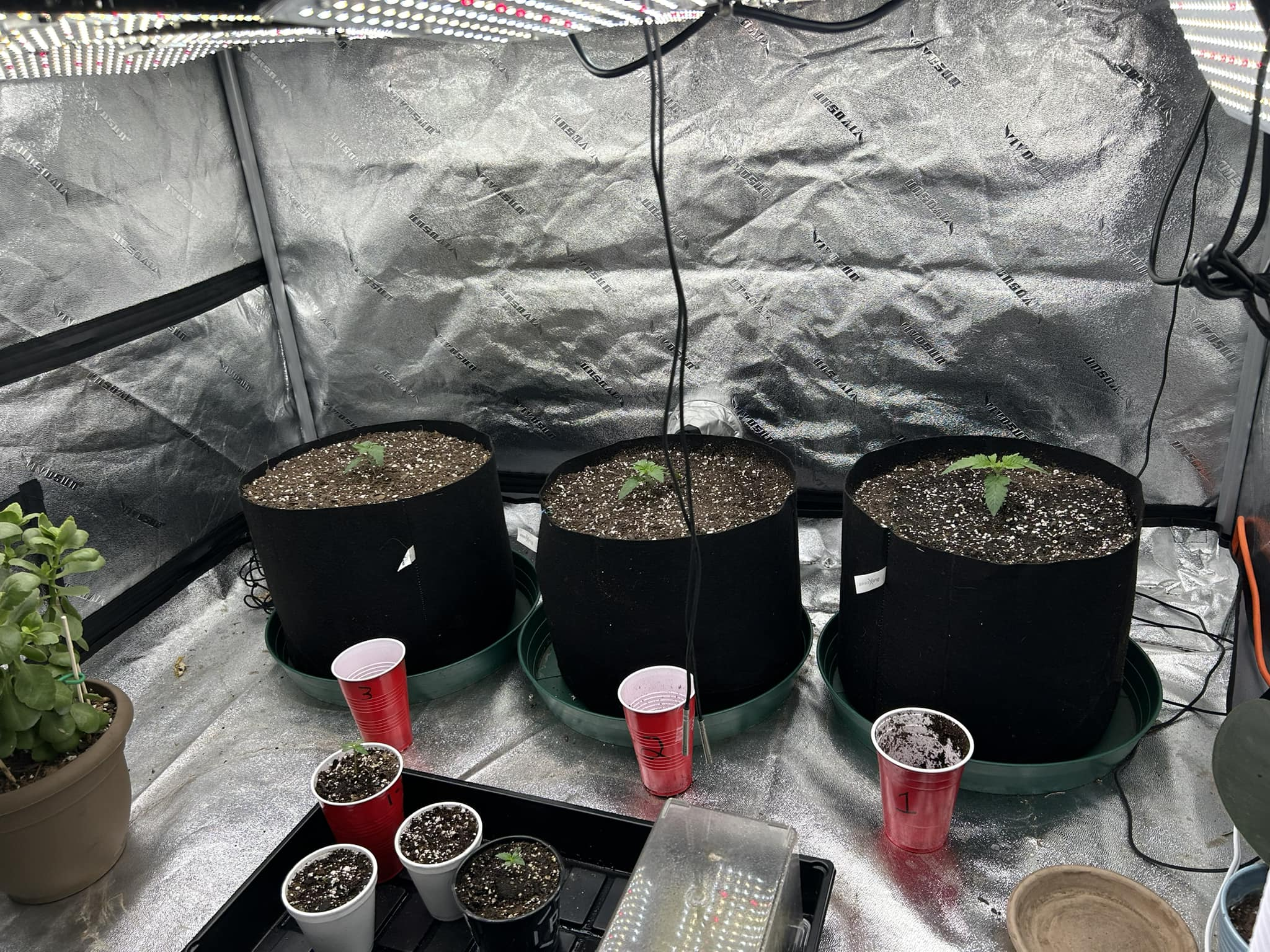 Seedlings under grow lights