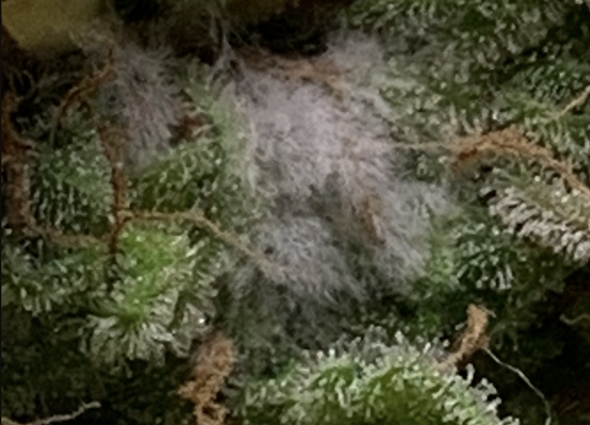 Moldy weed