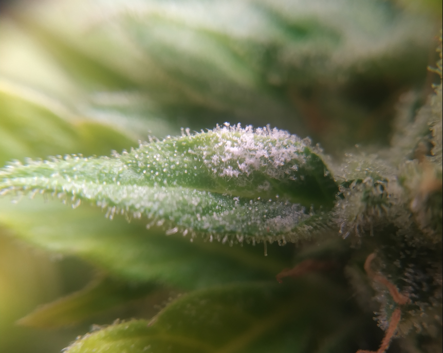 Moldy weed