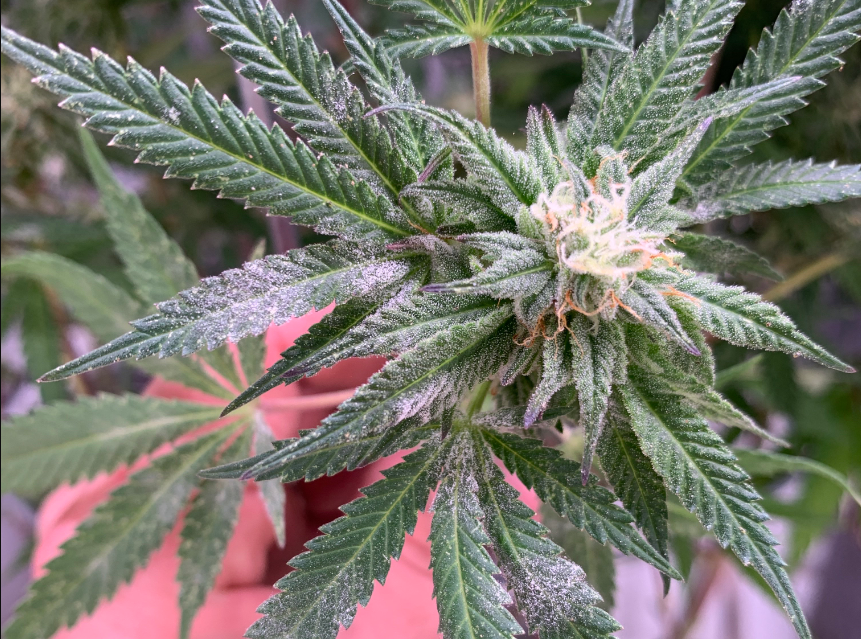 moldy weed