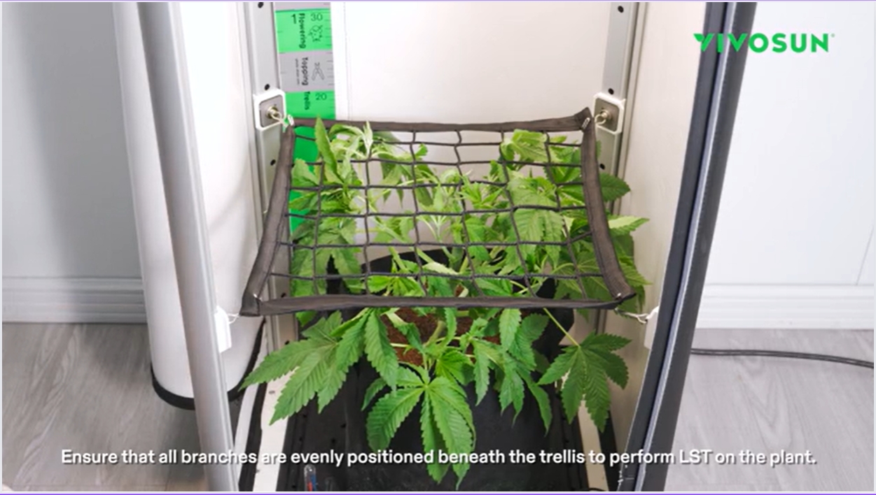 Scrog Instructions