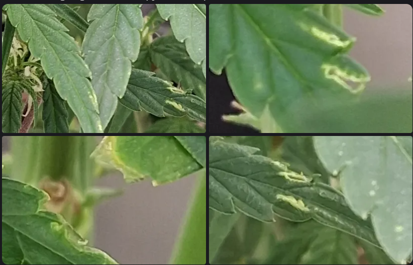 low humidity leave sign