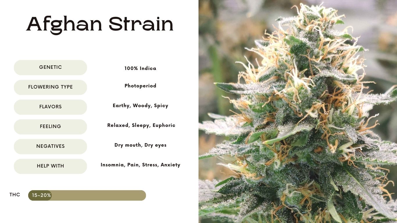 Afghan Strain: The Pure Indica Experience | Vivosun Blog