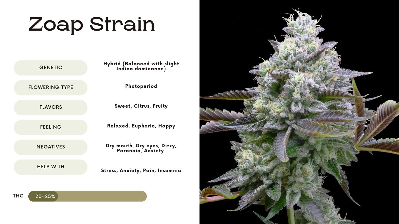 zoap strain