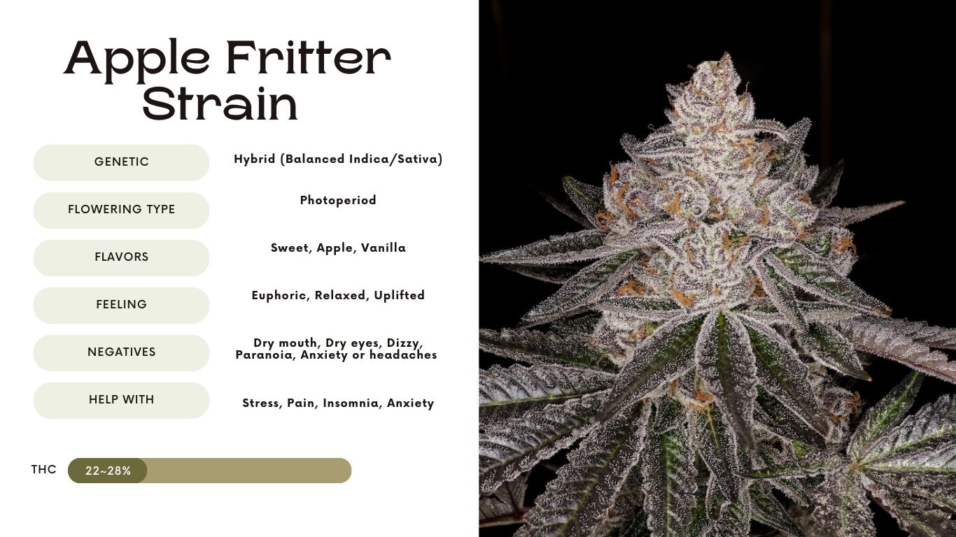 apple fritter strain