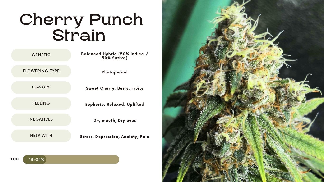 cherry punch strain