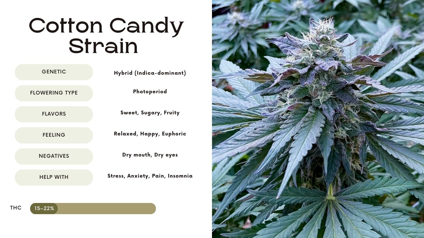 cotton candy strain