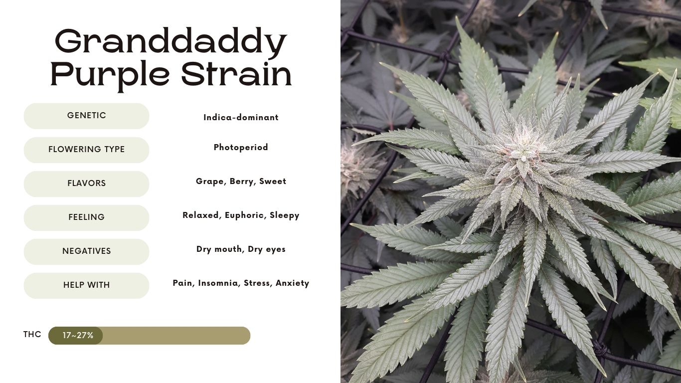 granddaddy purple strain