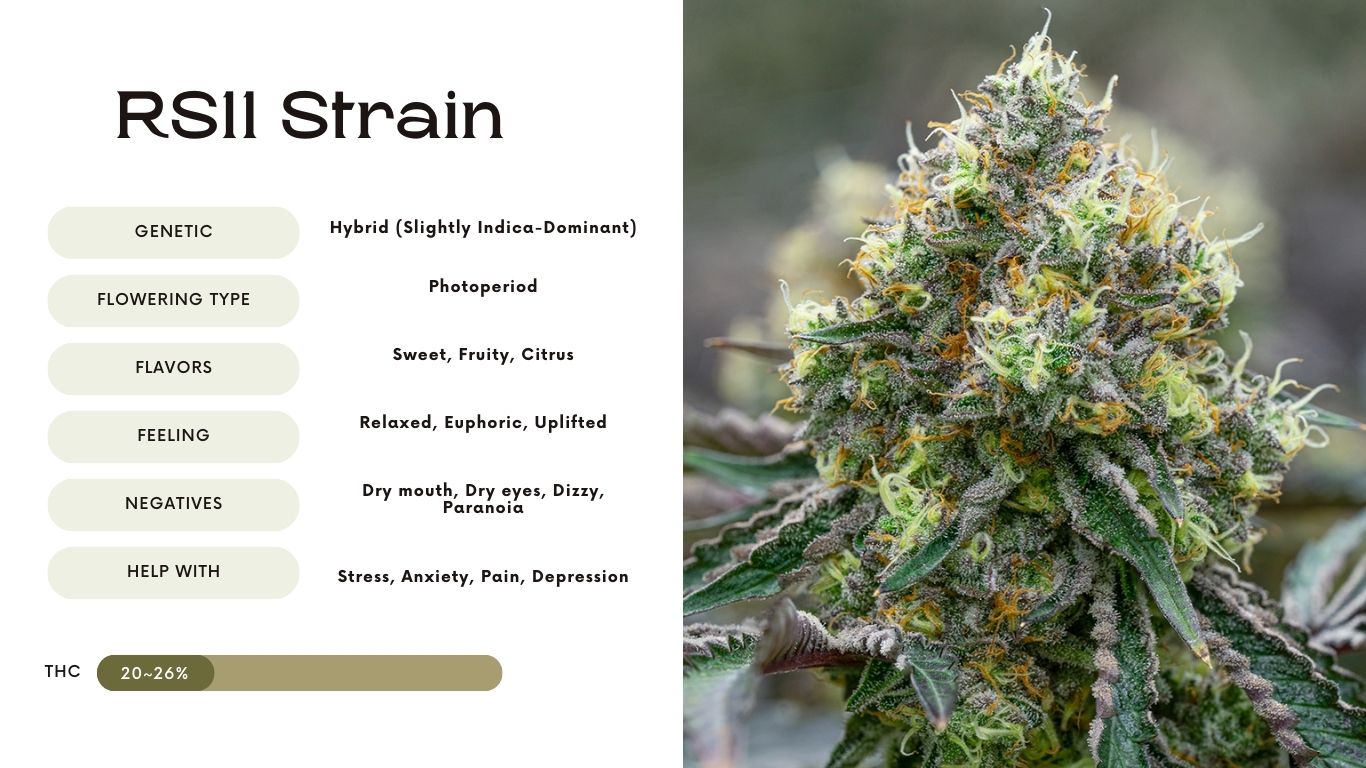 rs11 strain