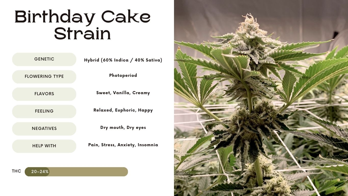 birthday cake strain