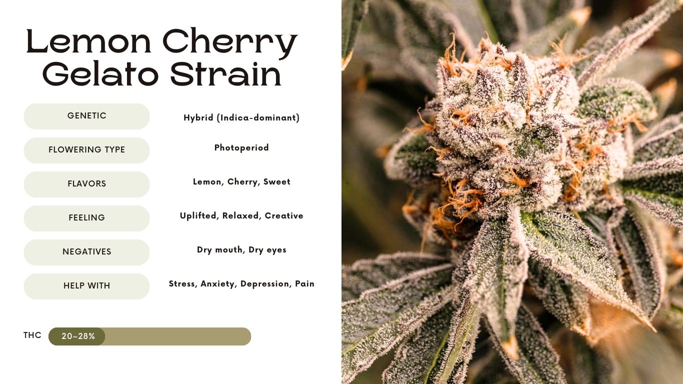 lemon cherry gelato strain