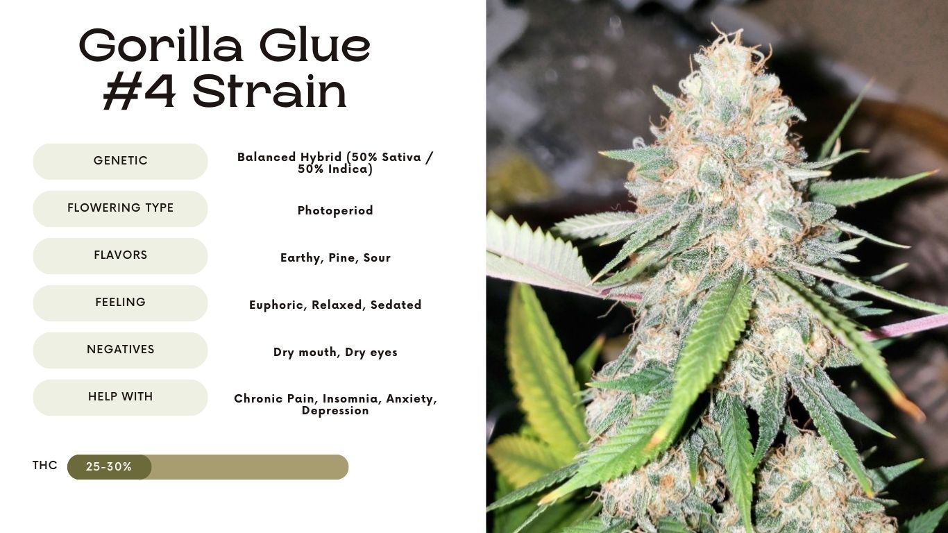 Gorilla Glue #4 Strain